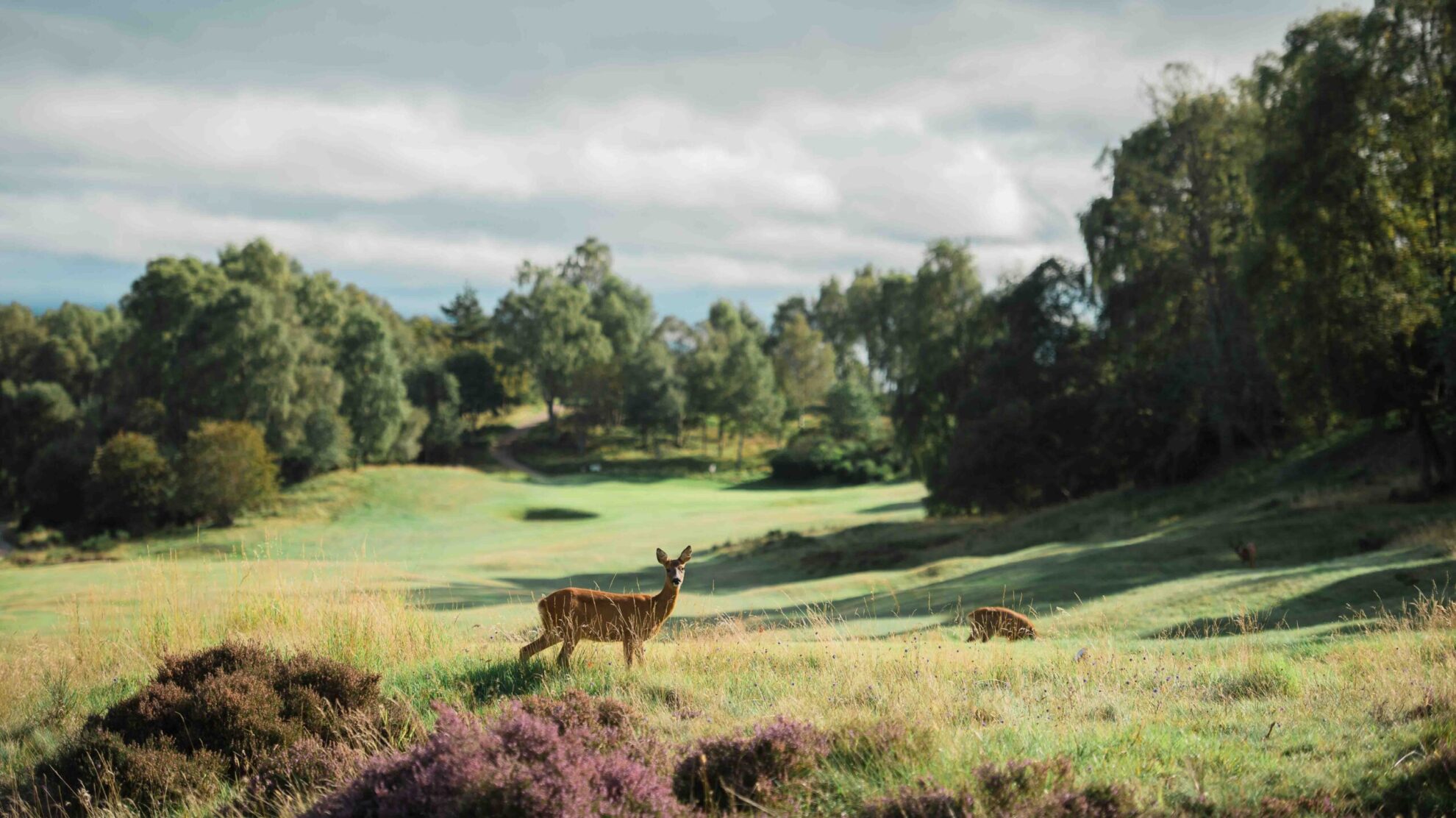 Scotland's Boat of Garten Golf Club-Wildlife